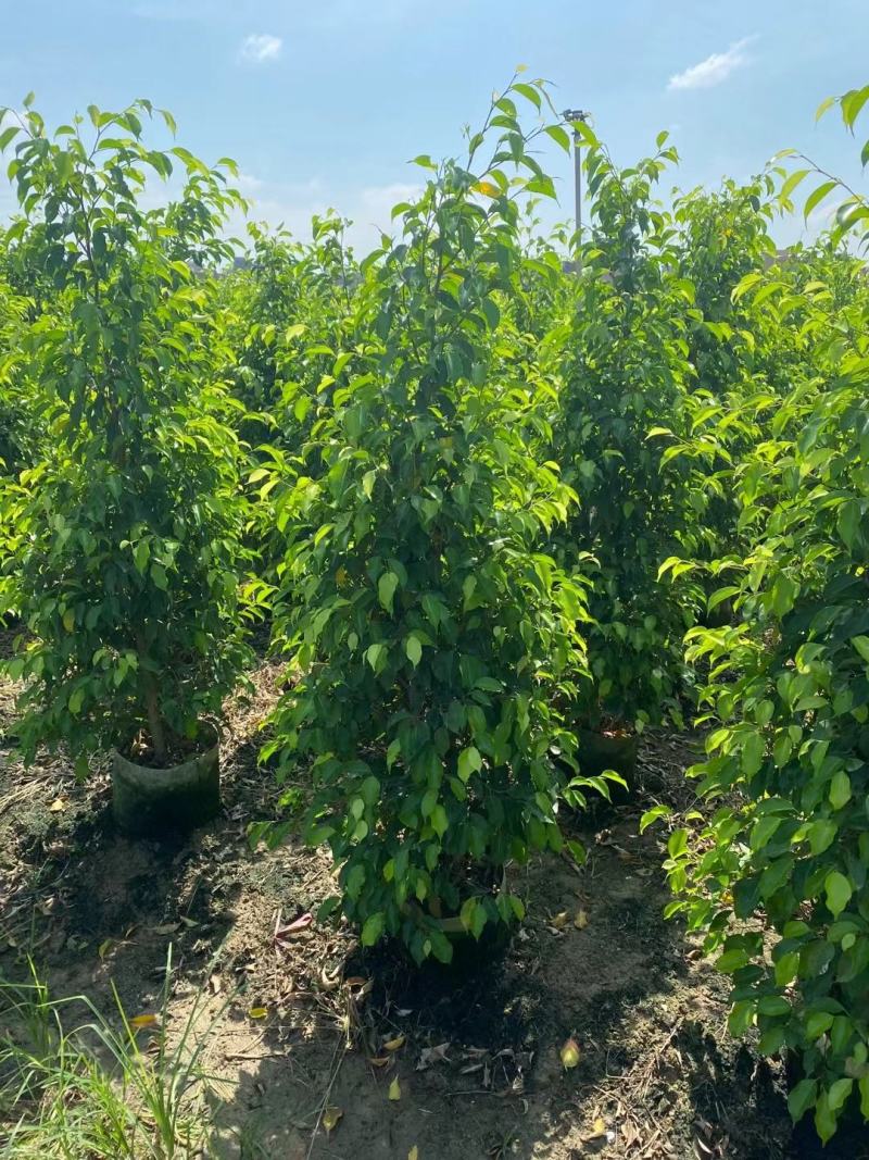 垂叶榕佛山基地直销一手货源，基地直发，绿化灌木