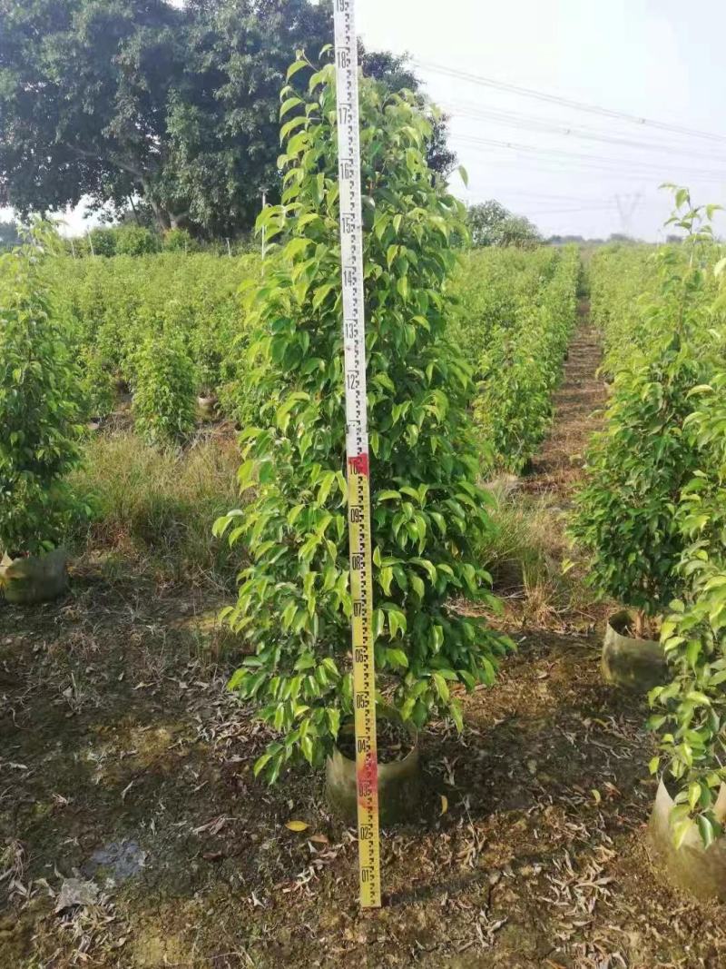 垂叶榕佛山基地直销一手货源，基地直发，绿化灌木