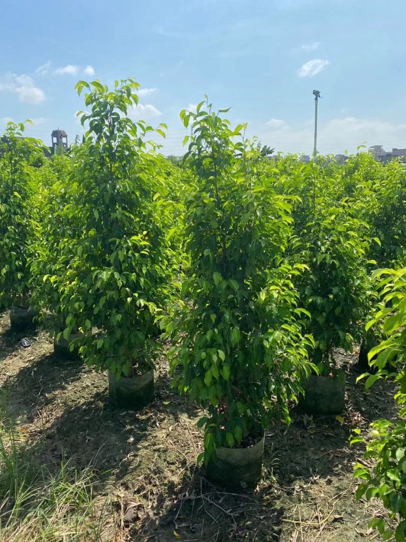 垂叶榕佛山基地直销一手货源，基地直发，绿化灌木