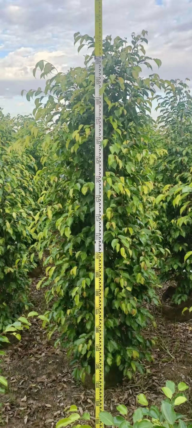 垂叶榕佛山基地直销一手货源，基地直发，绿化灌木