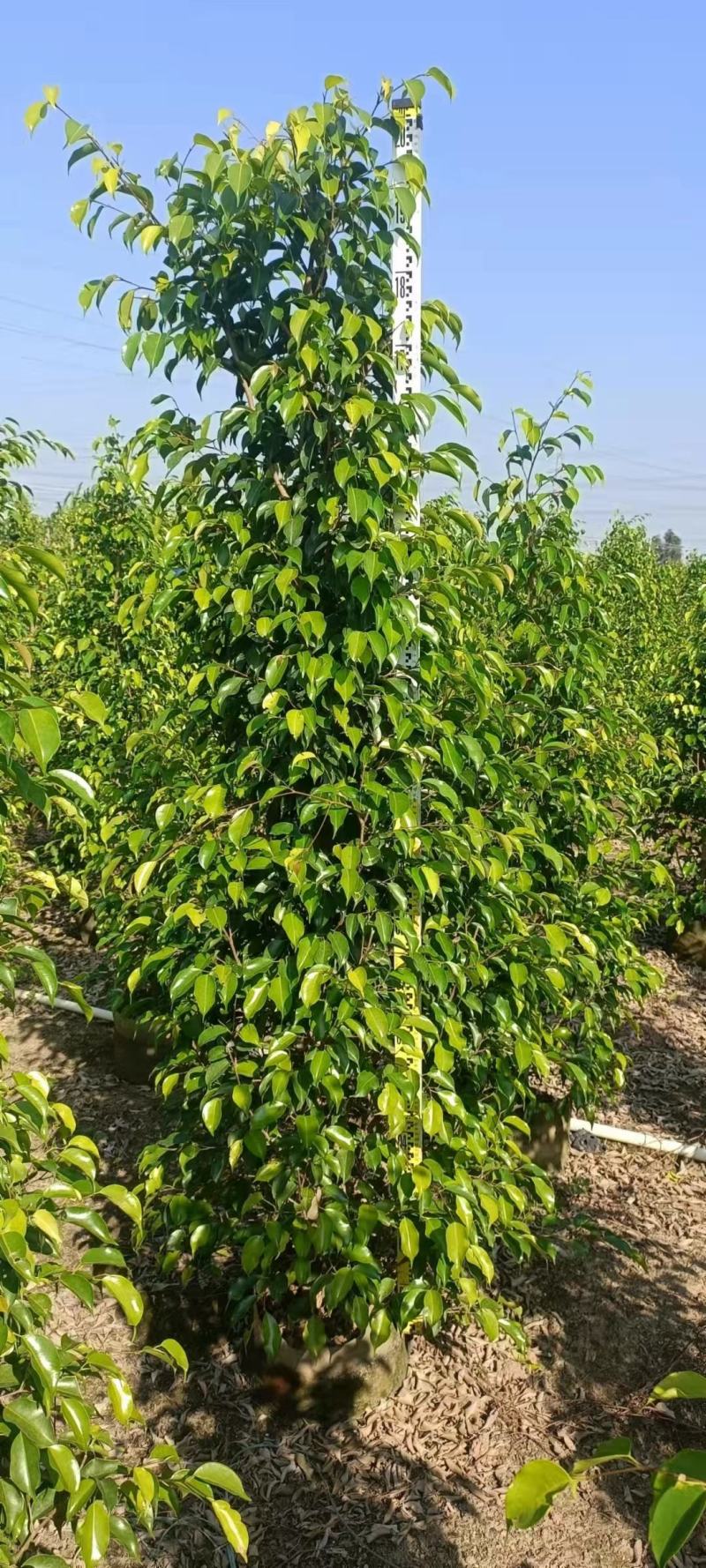 垂叶榕佛山基地直销一手货源，基地直发，绿化灌木