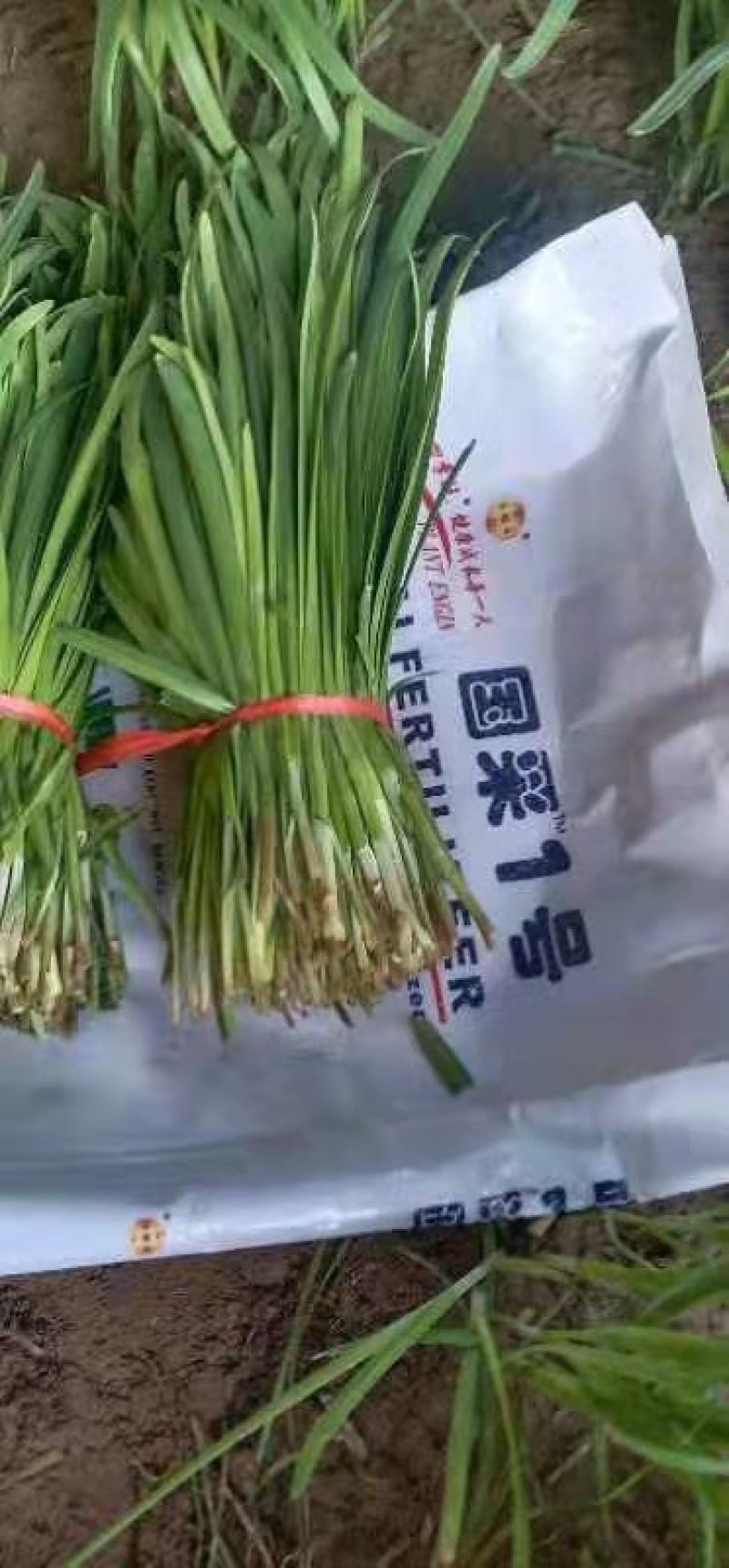 韭菜
