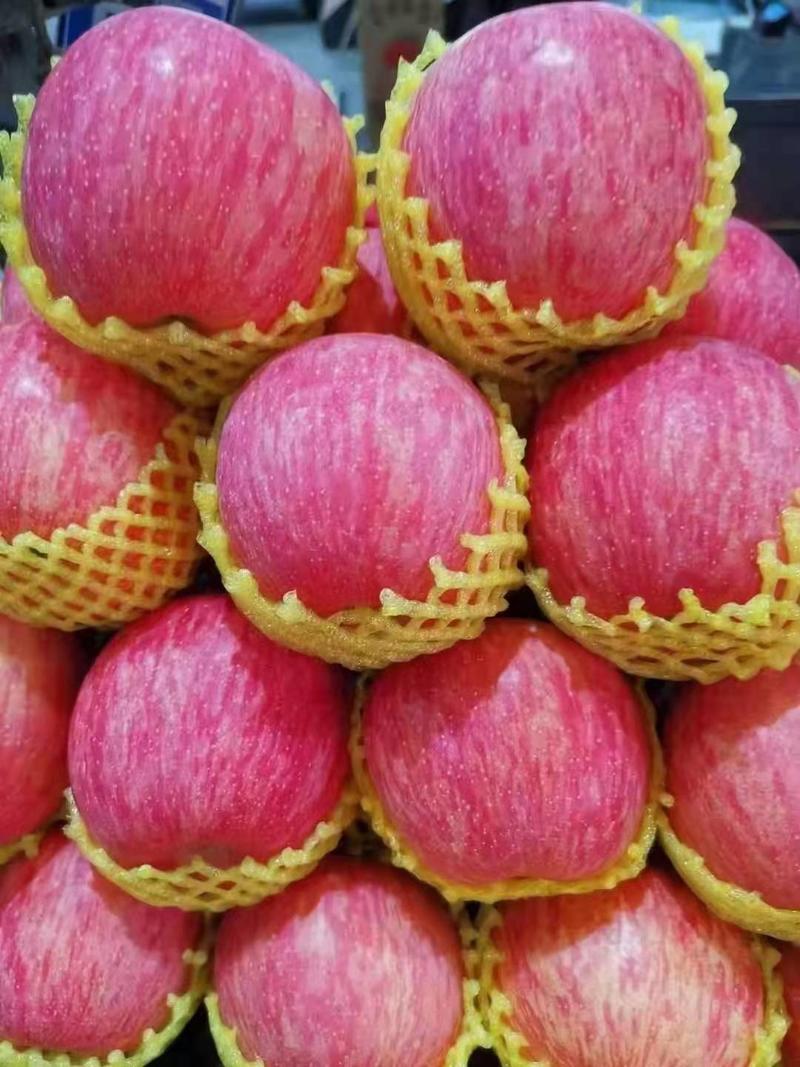 山东万亩红富士苹果产地，口感脆甜，颜色鲜艳，代发全国