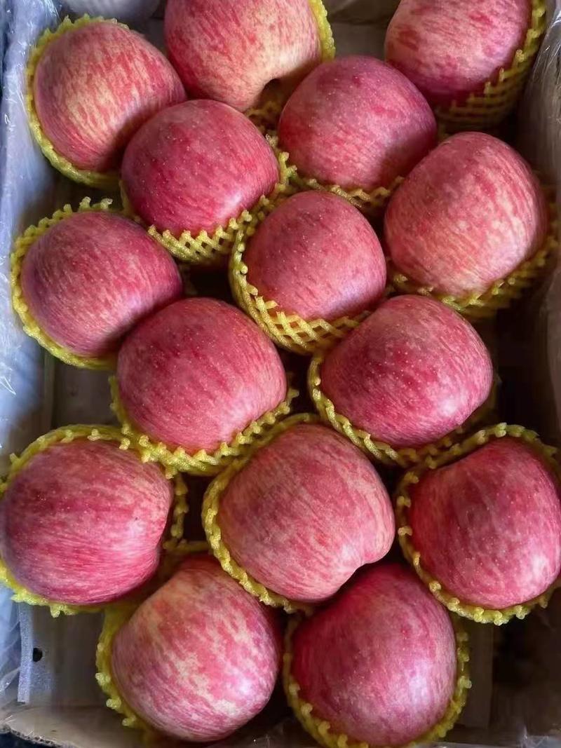山东万亩红富士苹果产地，口感脆甜，颜色鲜艳，代发全国