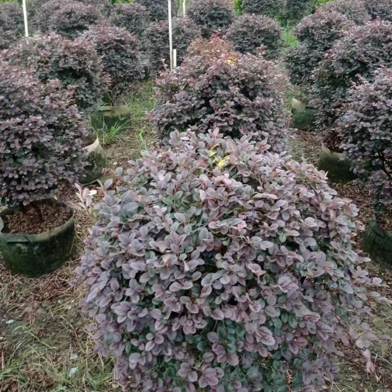 红继木球佛山基地直销一手货源，净化空气，