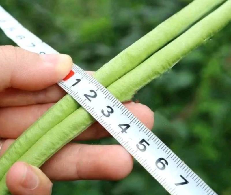 【5斤装】大包装荚荚乐豇豆种子早熟嫩绿耐低温抗病高产