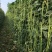 【5斤装】大包装荚荚乐豇豆种子早熟嫩绿耐低温抗病高产