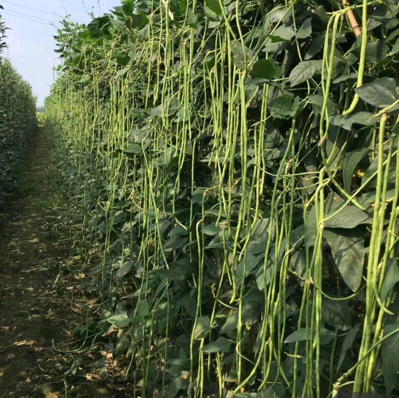 【5斤装】大包装荚荚乐豇豆种子早熟嫩绿耐低温抗病高产