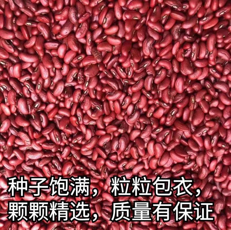 【5斤装】大包装荚荚乐豇豆种子早熟嫩绿耐低温抗病高产