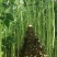 【5斤装】大包装荚荚乐豇豆种子早熟嫩绿耐低温抗病高产