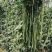 【5斤装】大包装荚荚乐豇豆种子早熟嫩绿耐低温抗病高产