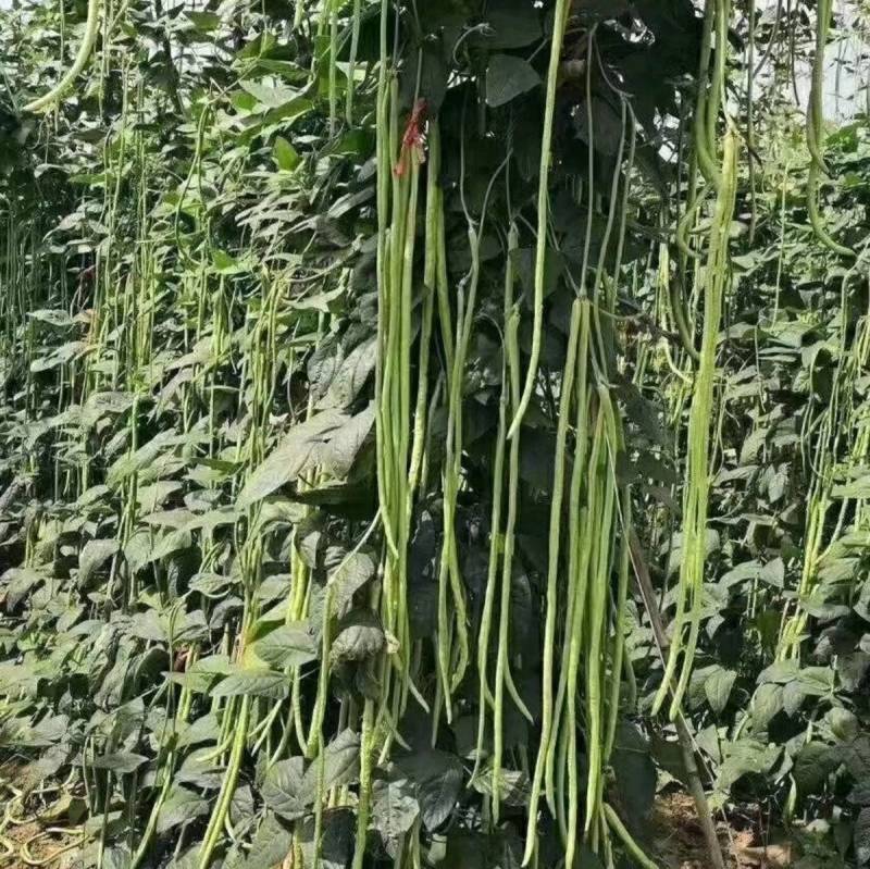 【5斤装】大包装荚荚乐豇豆种子早熟嫩绿耐低温抗病高产