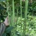 【5斤装】大包装荚荚乐豇豆种子早熟嫩绿耐低温抗病高产