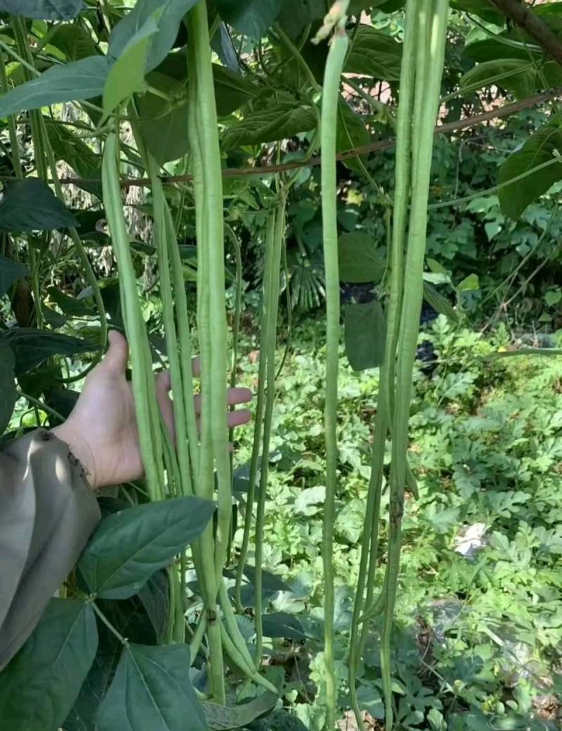 【5斤装】大包装荚荚乐豇豆种子早熟嫩绿耐低温抗病高产