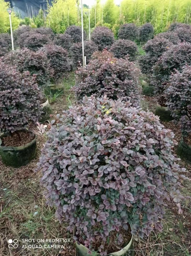 红继木球佛山基地直销一手货源，净化空气，