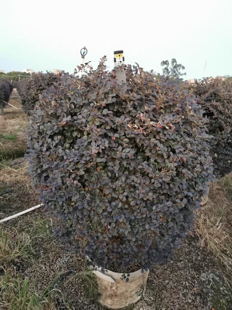 红继木球佛山基地直销一手货源，净化空气，