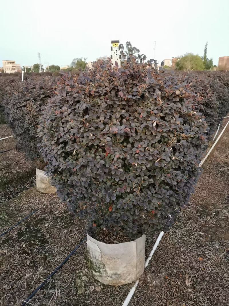 红继木球佛山基地直销一手货源，净化空气，