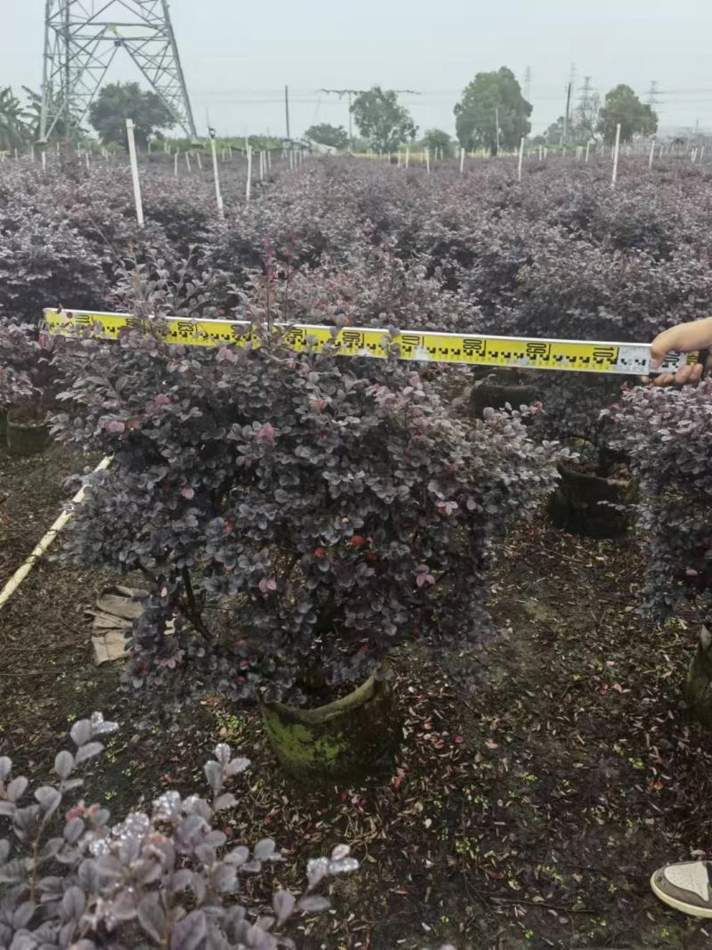 红继木球佛山基地直销一手货源，净化空气，