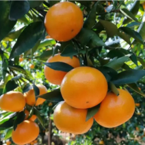 爆汁😘皇帝柑🍊新鲜采摘50-75皮薄汁多甘甜