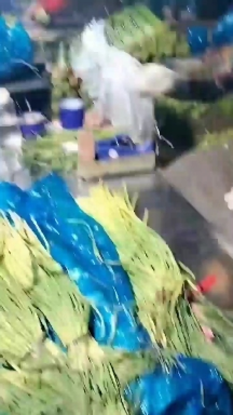莒县蒜薹批发价格，货源充足，山东蒜薹价格