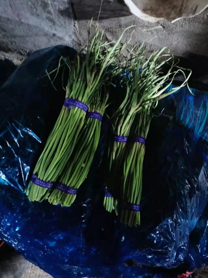 白帽蒜薹批发，一手货源，货源充足，山东莒县