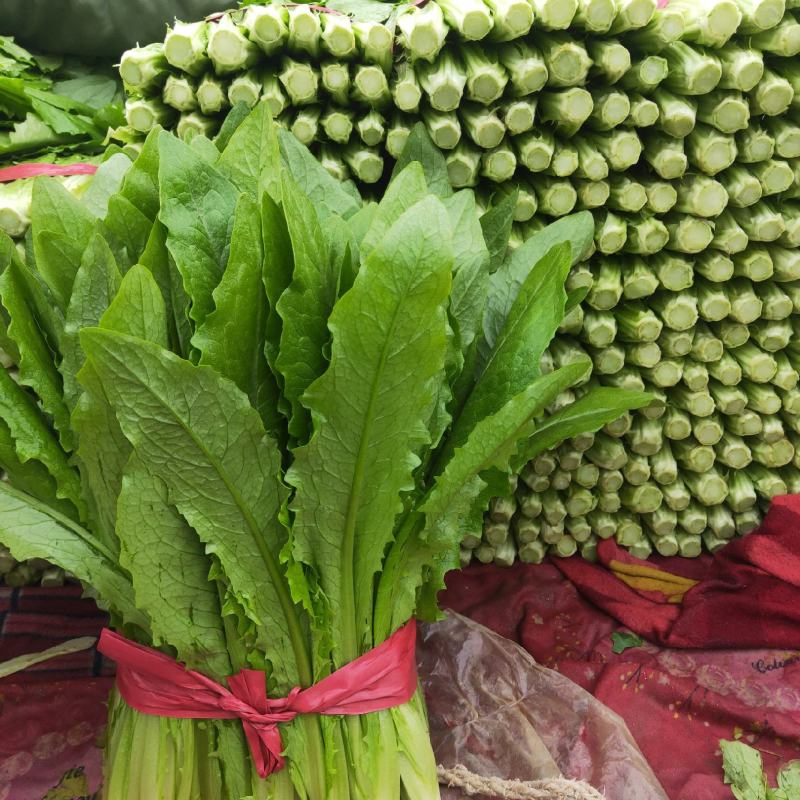 油麦菜，香菜，菠菜，芹菜，小油菜，生菜，小白菜，茴香苗，