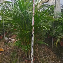 散尾葵花广东佛山基地直销，批发价格，长青绿植
