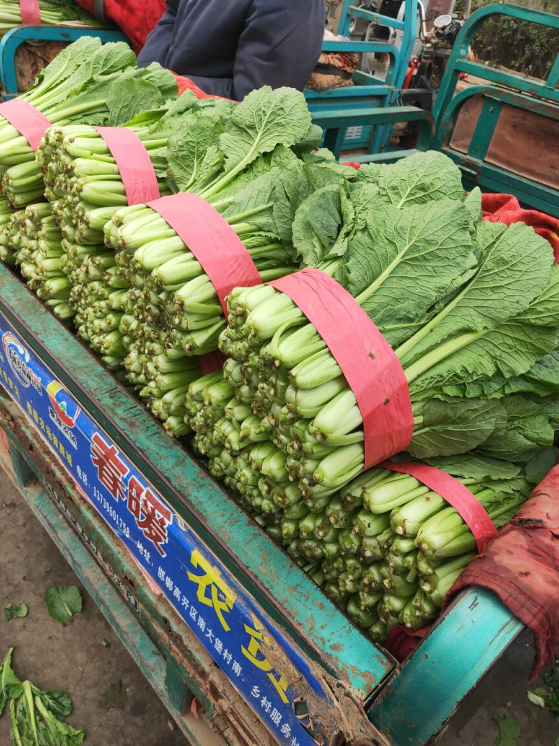 油麦菜，香菜，菠菜，芹菜，小油菜，生菜，小白菜，茴香苗，