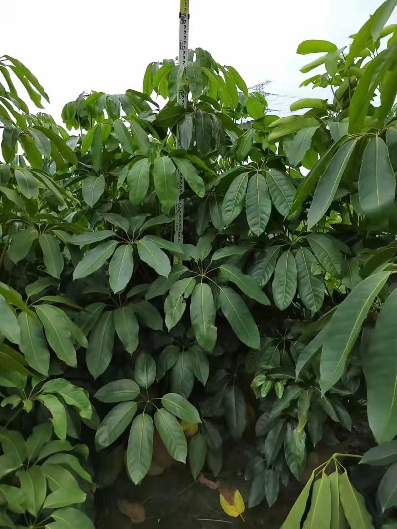大叶伞佛山基地直销一手货源，基地直发，净化空气