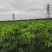 大叶伞佛山基地直销一手货源，基地直发，净化空气
