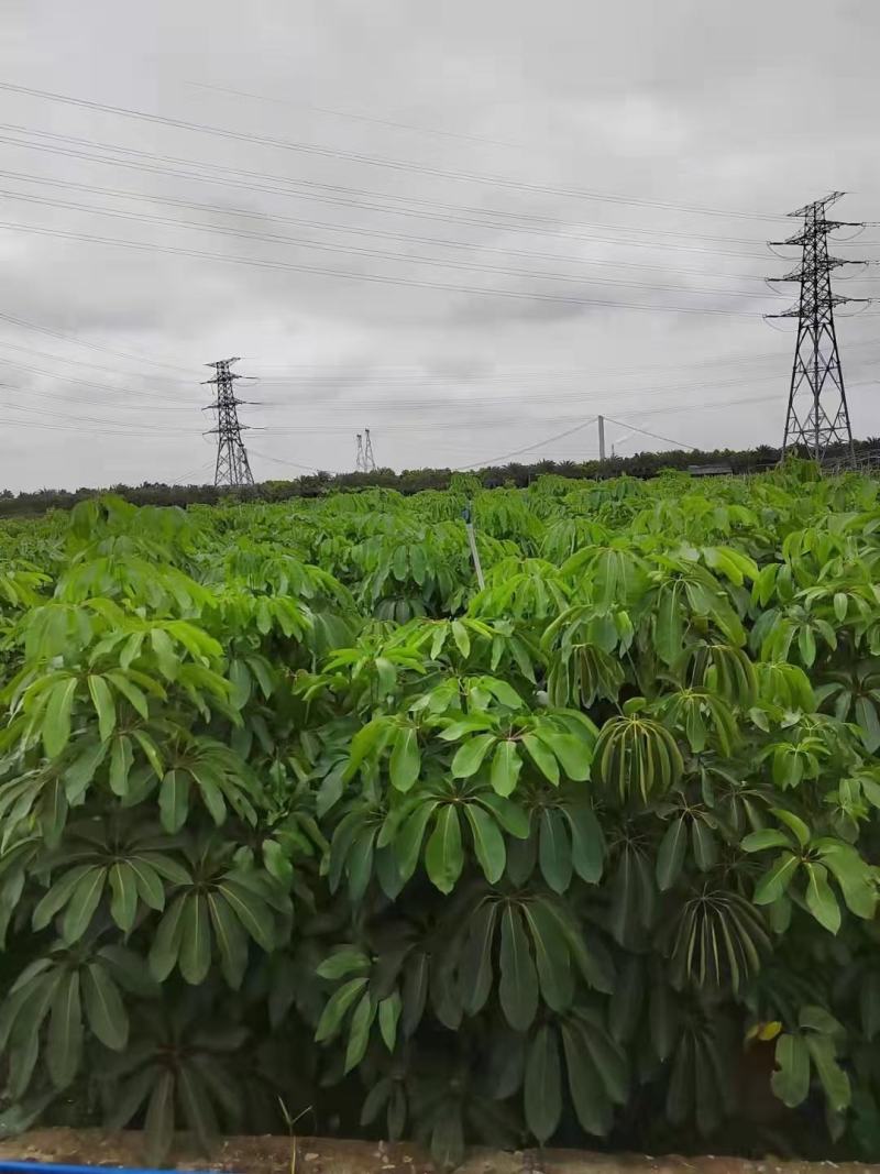 大叶伞佛山基地直销一手货源，基地直发，净化空气