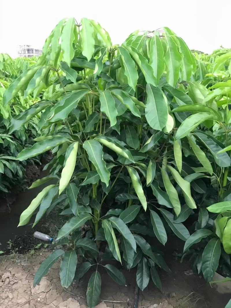 大叶伞佛山基地直销一手货源，基地直发，净化空气