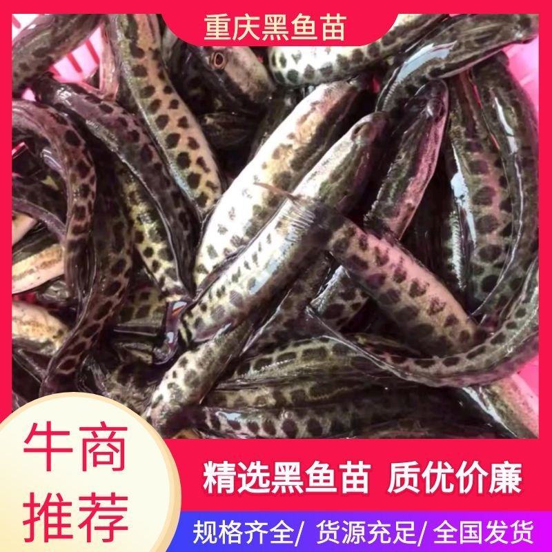 牛重庆黑鱼苗及成品鱼成活率高免费技术全国发货