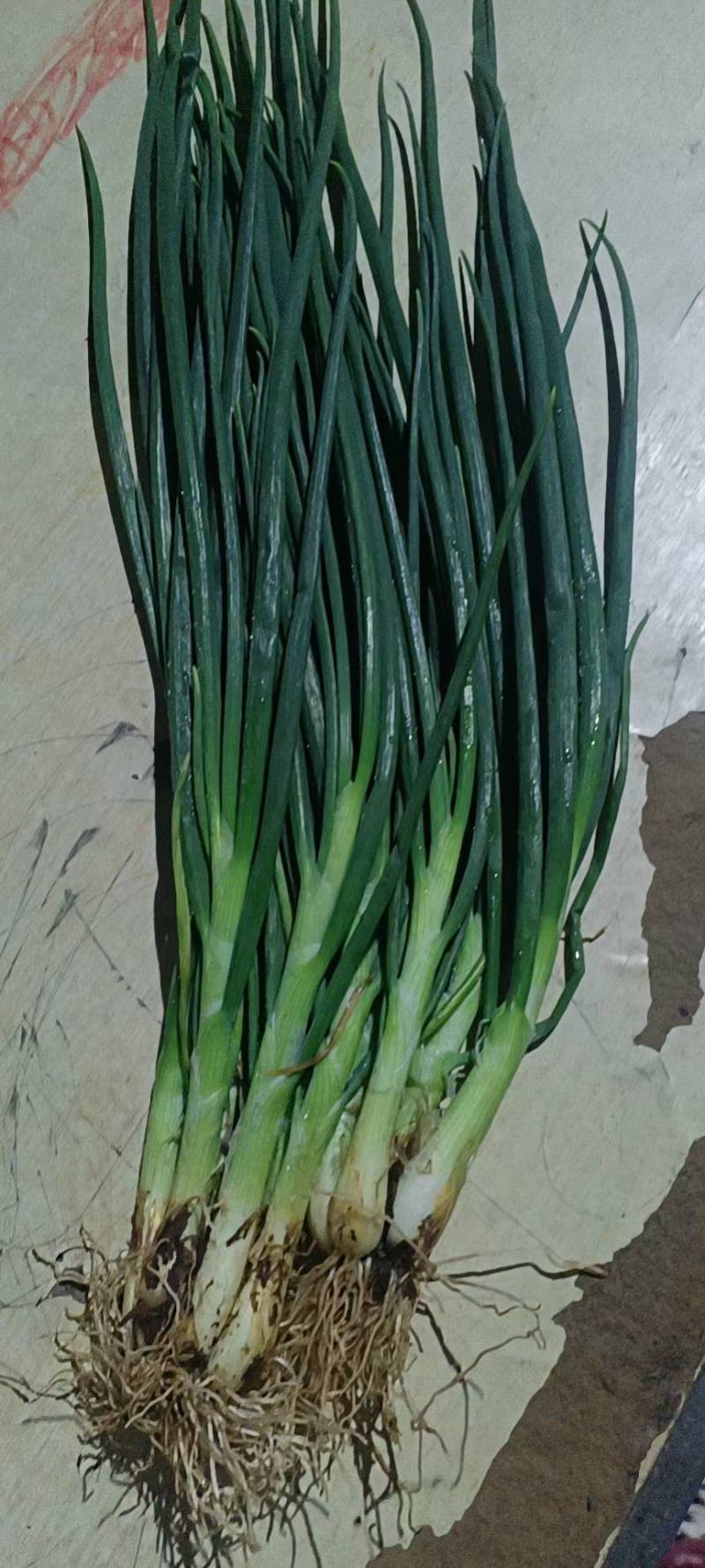 小香葱