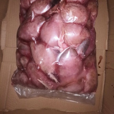 大草原羊蛋新鲜真空包装一首货源可视频看货欢迎电话联系