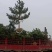 松树苗，基地培育黑松树苗，现挖现发，易成活生长快