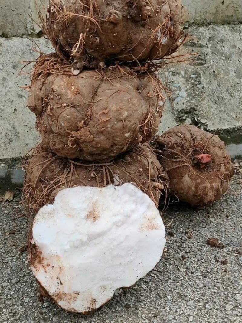 商品豆腐魔芋