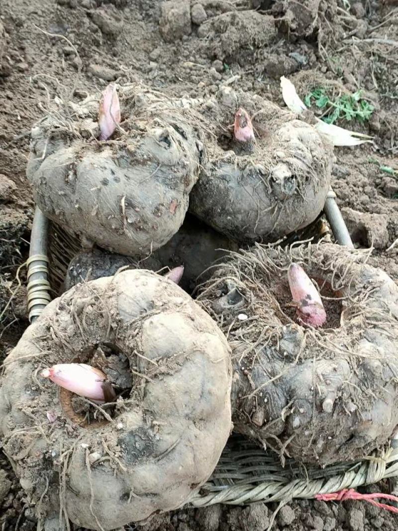商品豆腐魔芋