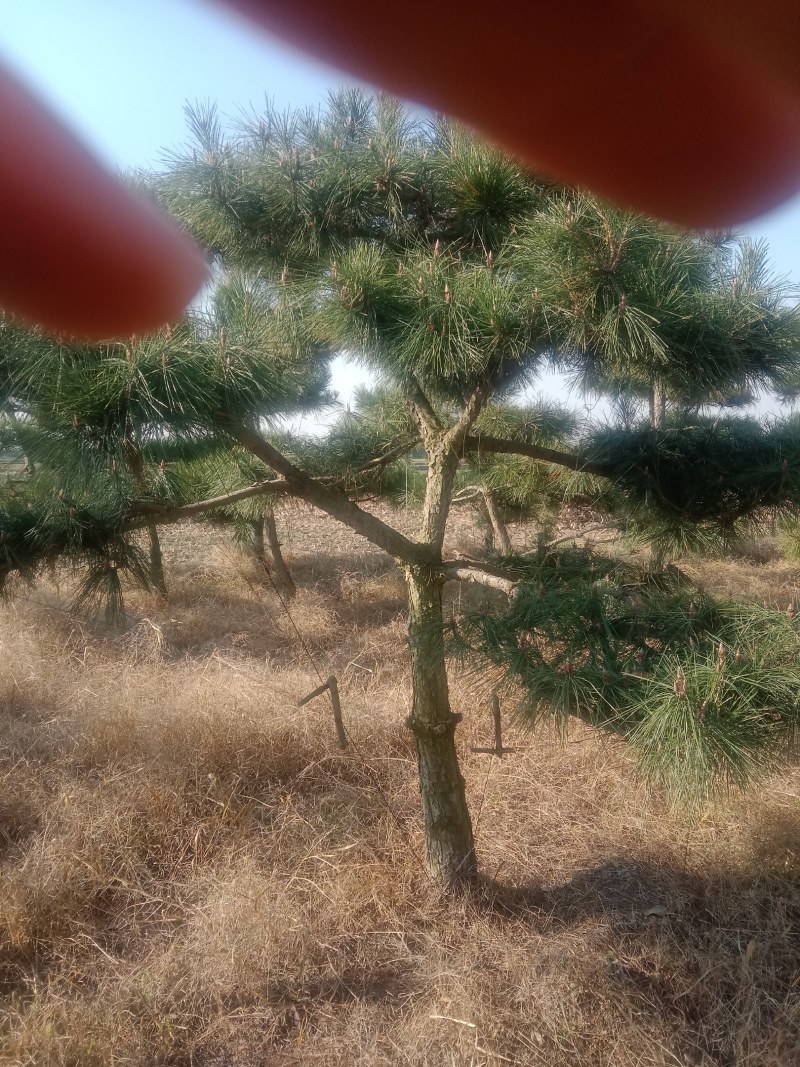 松树苗，基地培育黑松树苗，现挖现发，易成活生长快