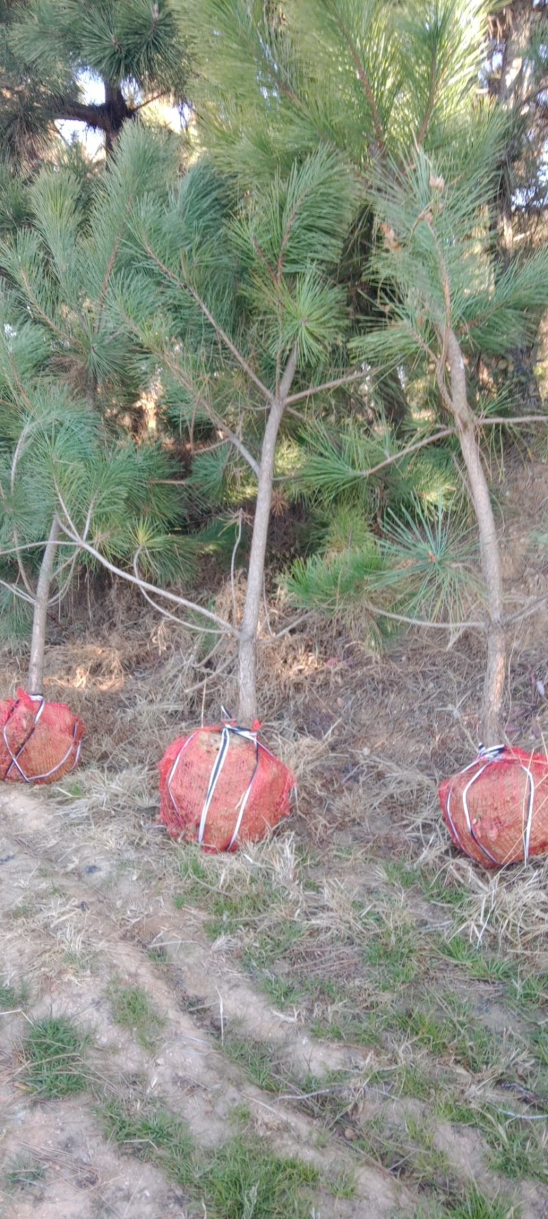 松树苗，基地培育黑松树苗，现挖现发，易成活生长快