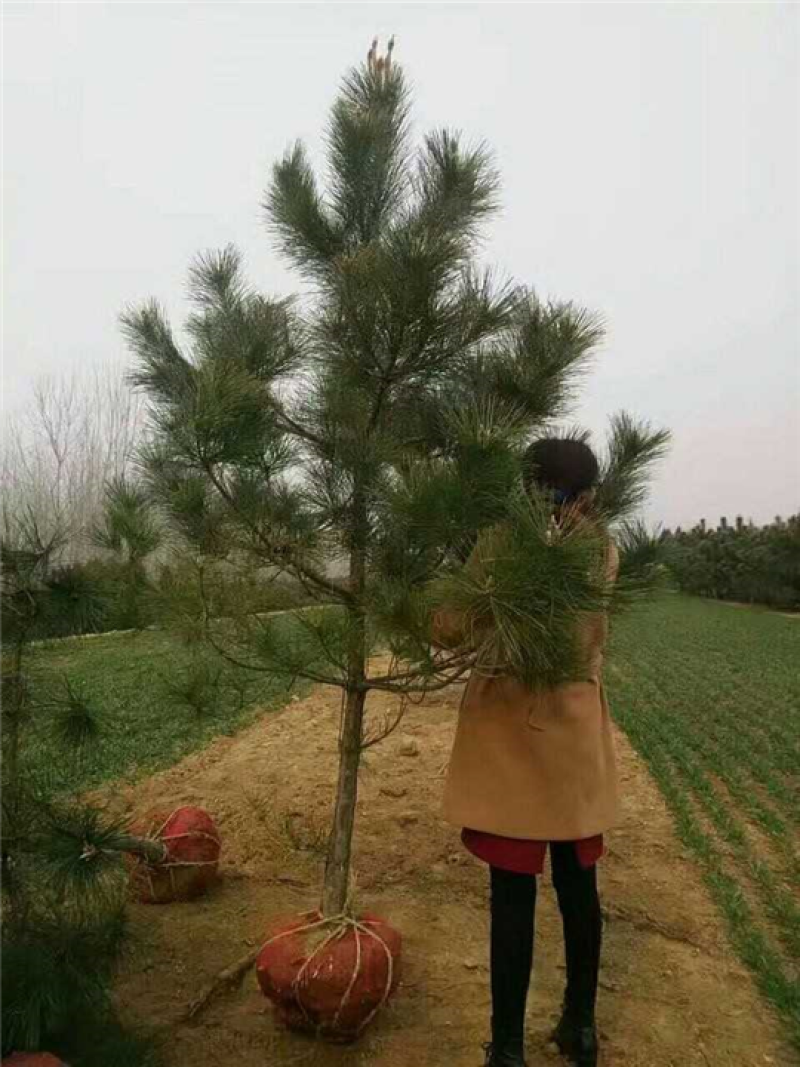 松树苗，基地培育黑松树苗，现挖现发，易成活生长快
