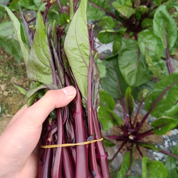 红菜苔