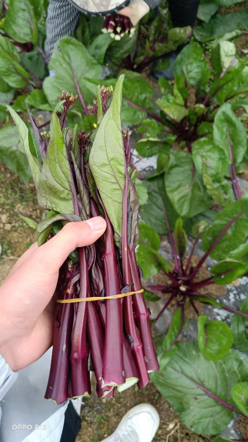 红菜苔