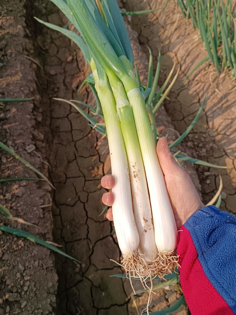 刚葱上车价1.2，长白20.30加工厂货
