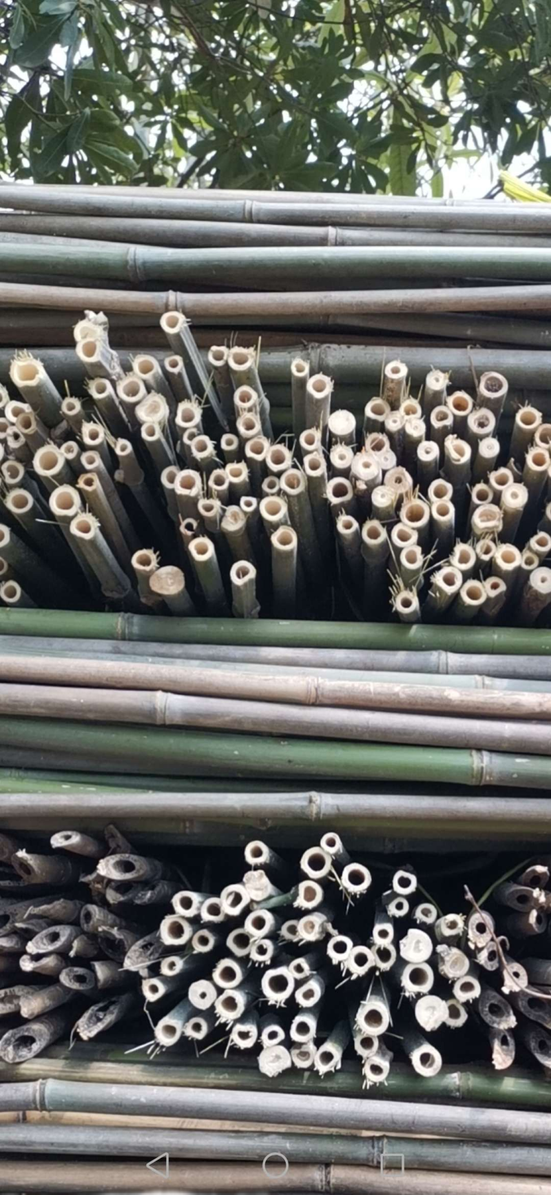产地精选优质菜架竹，药架竹，豆架等果蔬药等作物支撑杆竹子