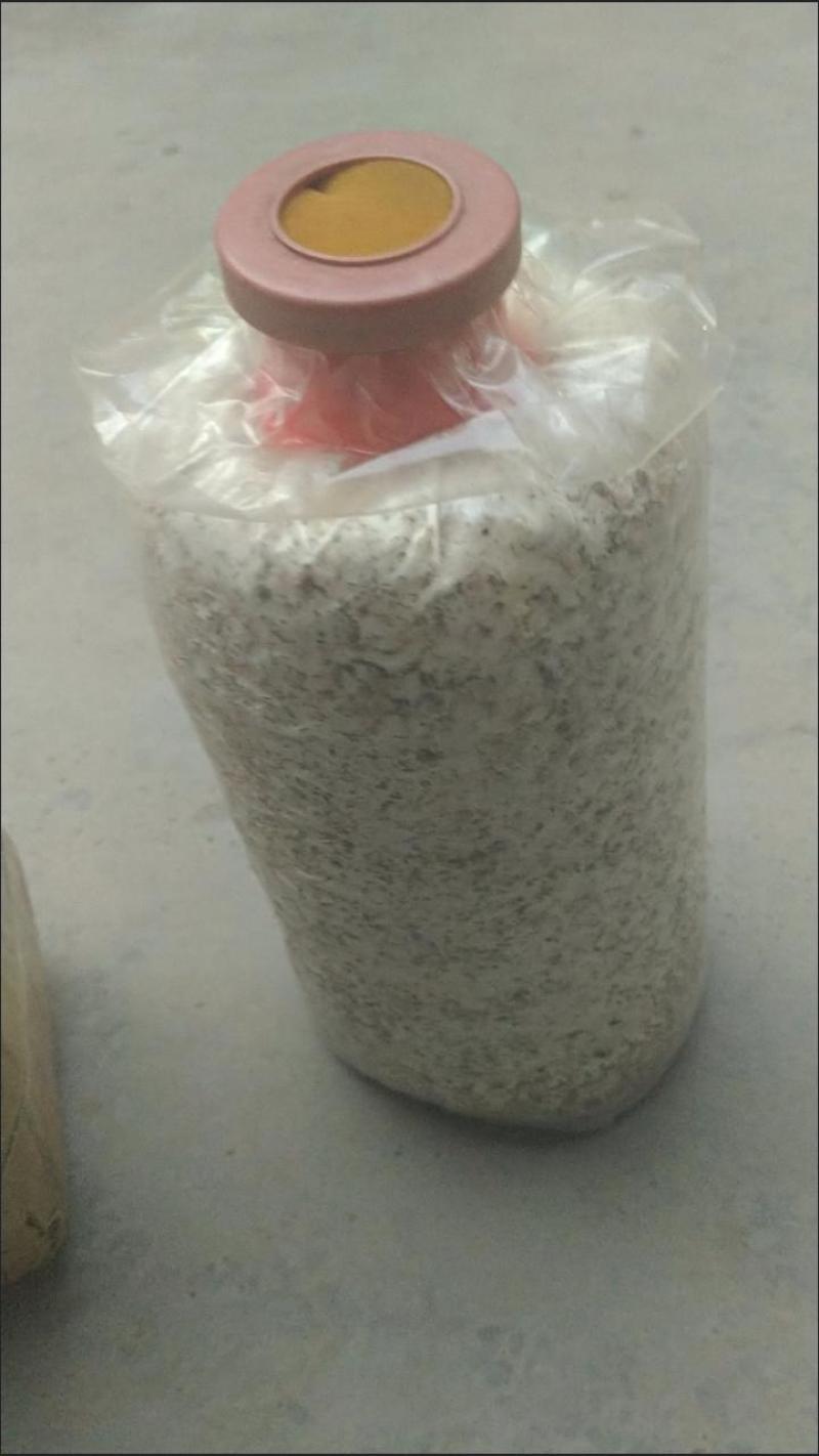 双孢菇蘑菇菌种植袋装家庭室内菌包阳台种蘑菇食用菌棒养种菌