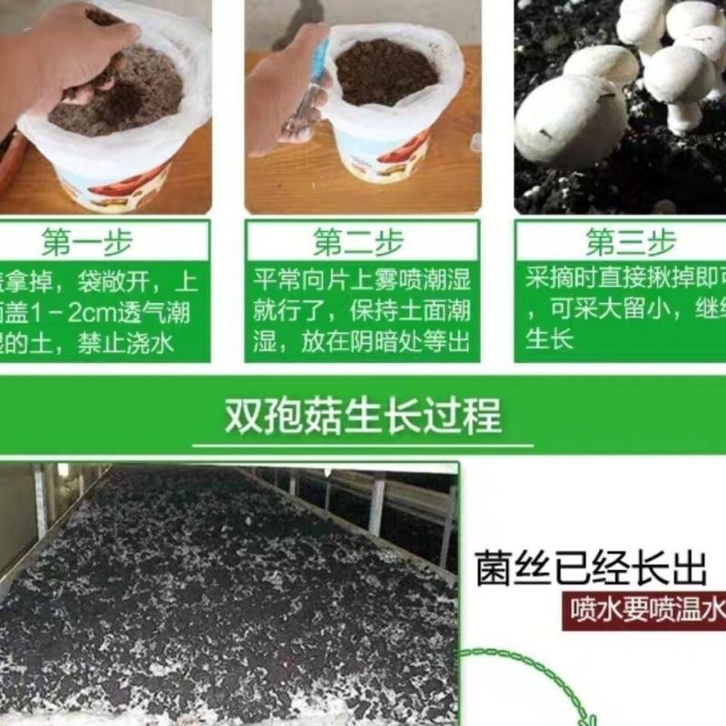 双孢菇蘑菇菌种植袋装家庭室内菌包阳台种蘑菇食用菌棒养种菌