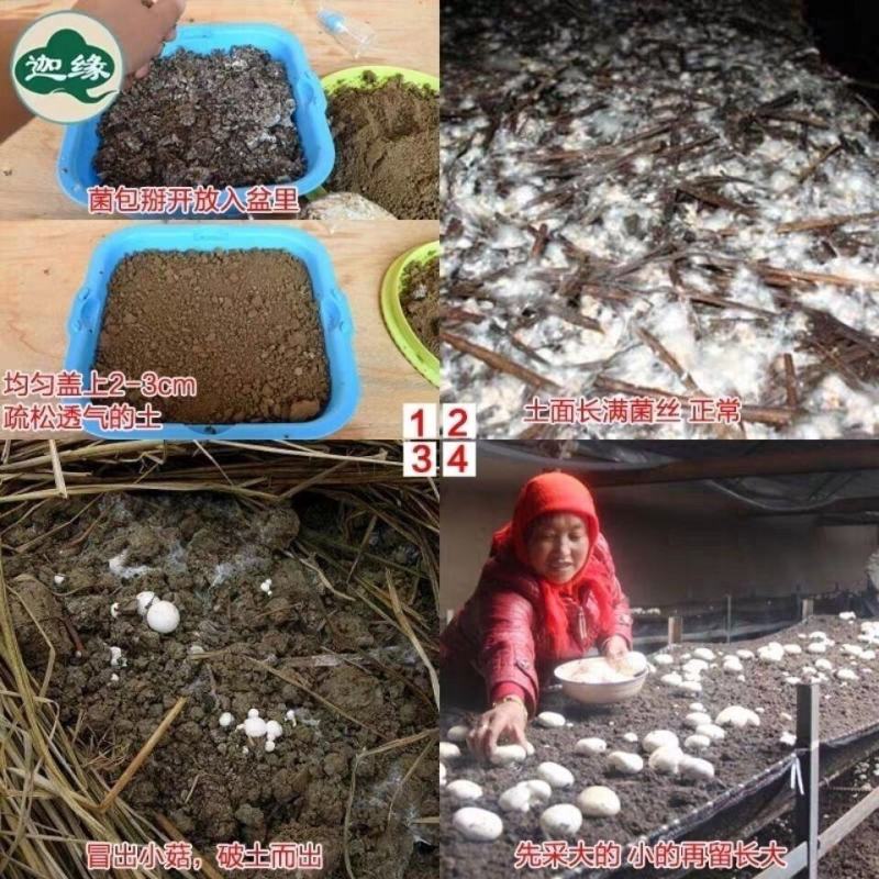 双孢菇蘑菇菌种植袋装家庭室内菌包阳台种蘑菇食用菌棒养种菌