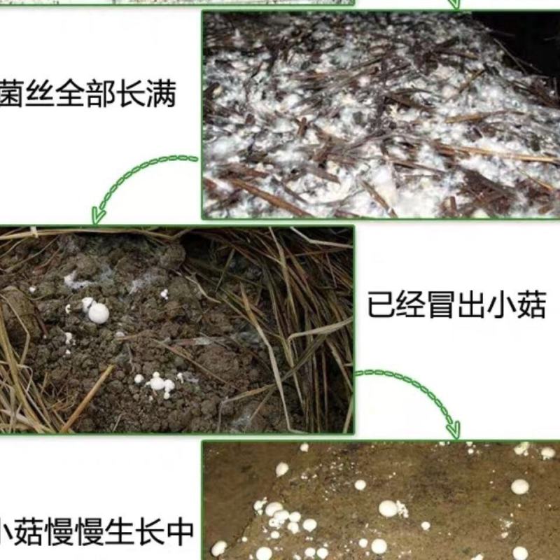 双孢菇蘑菇菌种植袋装家庭室内菌包阳台种蘑菇食用菌棒养种菌