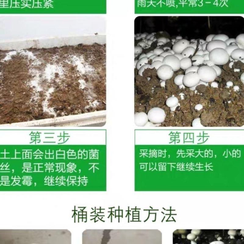 双孢菇蘑菇菌种植袋装家庭室内菌包阳台种蘑菇食用菌棒养种菌